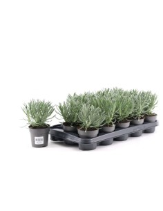 Planta Lavanda 10.5 para Exterior  Fragancia y Color en tu Jardín | Endanea Garden

