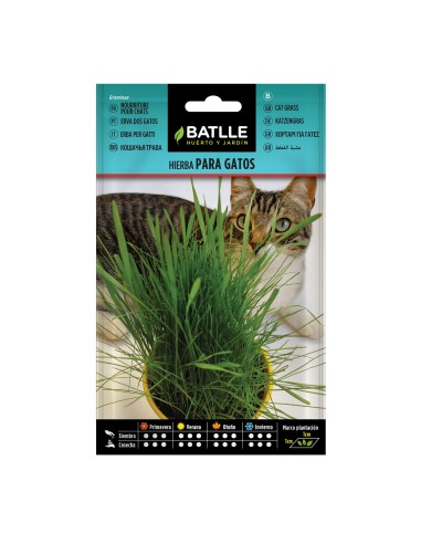Semilla de Hierba para Gatos  Salud y Diversión para tu Felino | Endanea Garden

