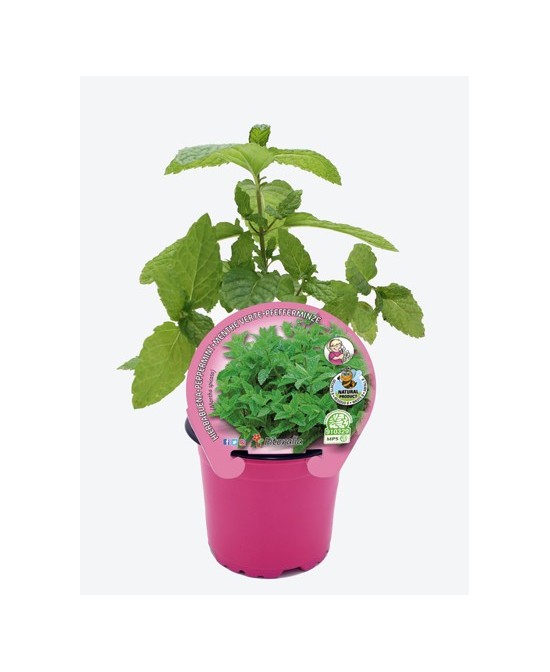 Planta Menta M10.5 | Mentha spicata Aromática en Maceta 10.5 cm | Endanea Garden

