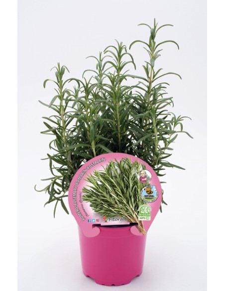 Romero M10.5 en Maceta  Planta Aromática para Jardín e Interiores | Endanea Garden