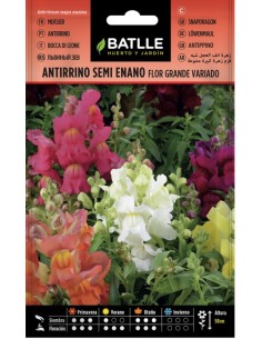 Semilla Antirrino Semi Enano Batlle  Flores Vibrantes y Compactas | Endanea Garden

