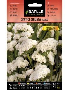 Semilla Statice Blanco  Flores Perenne de Bajo Mantenimiento | Endanea Garden

