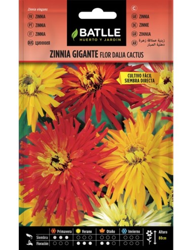 Semillas Zinnia Gigante Flor de Cactus  Flores Grandes y Coloridas | Endanea Garden

