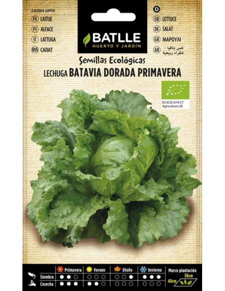 Semilla Lechuga Dorada Primavera | Germinación Rápida y Sabor Suave | Endanea Garden

