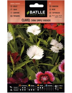 Semillas de Clavel China Simple Variada  Floración Prolongada y Colorida | Endanea Garden


