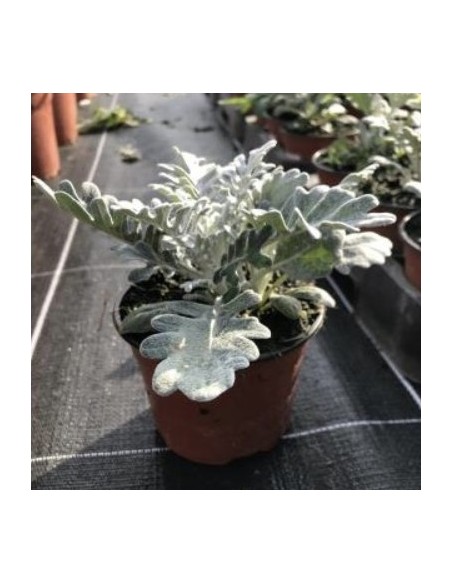 Cineraria Maritima planta perenne follaje plateado flores variadas fácil cuidado jardines interiores exteriores