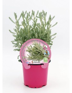 Santolina M10.5  Planta Aromática Resistente y Decorativa | Endanea Garden

