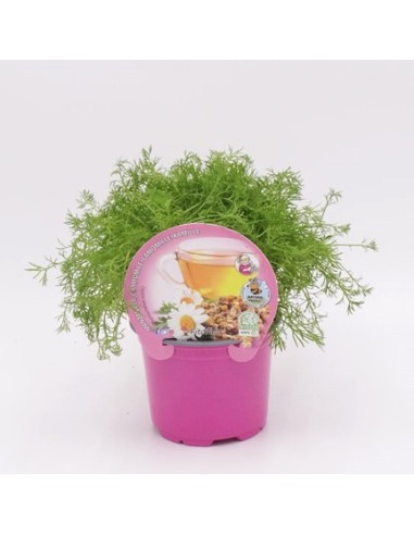 Manzanilla Planta Perenne  Propiedades Calmantes y Decorativas | Endanea Garden

