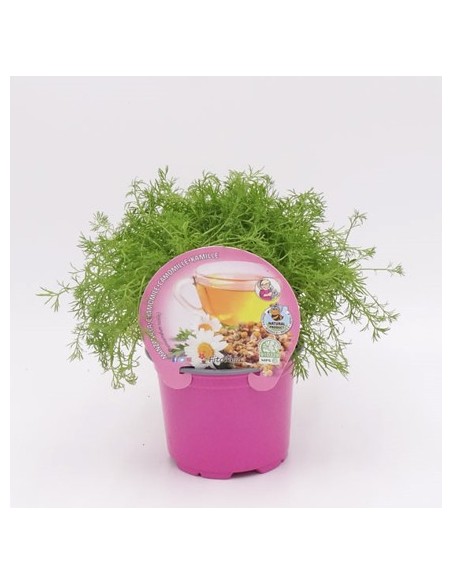 Manzanilla Planta Perenne  Propiedades Calmantes y Decorativas | Endanea Garden

