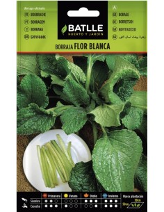 Semilla Borraja Flor Blanca Batlle  Flores Decorativas y Fácil Cultivo | Endanea Garden

