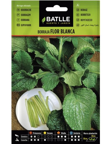 Semilla Borraja Flor Blanca Batlle  Flores Decorativas y Fácil Cultivo | Endanea Garden

