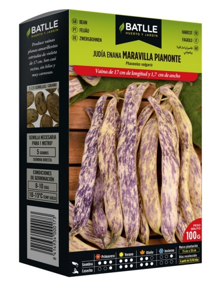 Semilla Judía Maravilla  Alta Cosecha y Fácil Cultivo | Endanea Garden