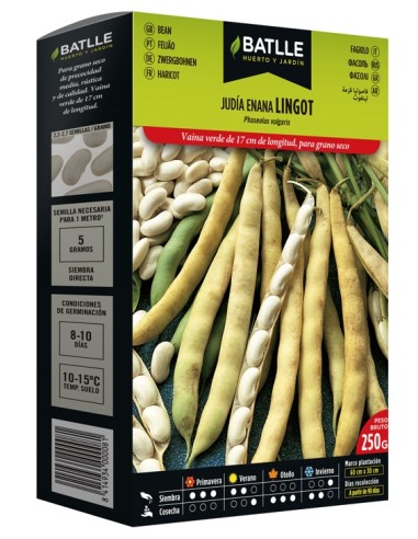 Semilla Judía Enana Lingot | Cultivo Fácil en Espacios Pequeños | Endanea Garden

