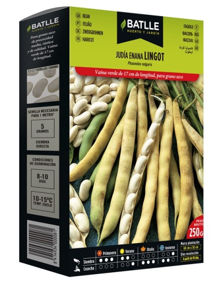 Semilla Judía Enana Lingot | Cultivo Fácil en Espacios Pequeños | Endanea Garden

