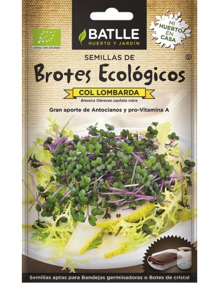Brotes de Col Lombarda ECO Ecológicos  Frescura y Sabor Natural | Endanea Garden