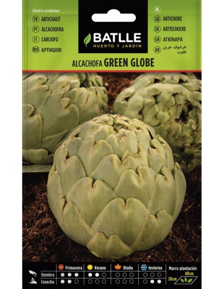 Semilla Alcachofa Green Globe  Cosecha Abundante y Sabor Delicado | Endanea Garden
