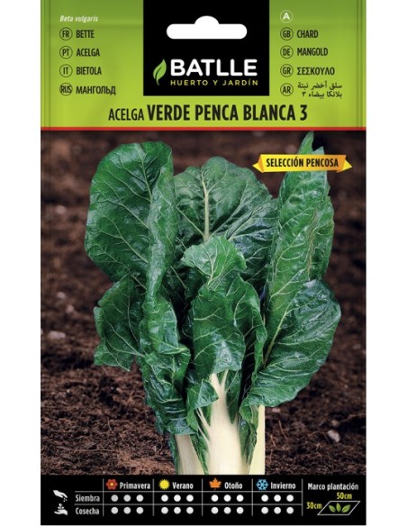 Semilla Eco Acelga Verde Penca Ancha  Ecológica y de Alta Calidad | Endanea Garden