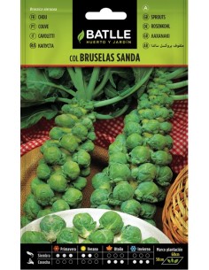 Semilla Col de Bruselas Batlle  Cosecha Abundante y Fácil | Endanea Garden

