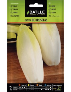 Semilla Endivia Bruselas  Fácil Cultivo y Alta Calidad | Endanea Garden