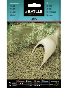 Semillas de Anís-Pampinela Pimpinella anisum  Aromática y Medicinal | Endanea Garden

