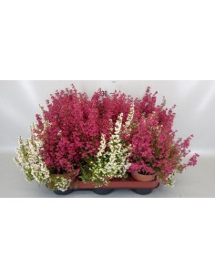 ERICA GRACILLIS BEAUTY QUEENS