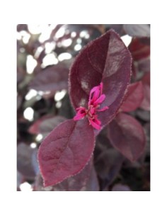 Loropetalum Chinensis 'Rose in Black' 2.5L  Arbusto con follaje púrpura y flores rosas 2