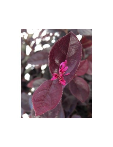 Loropetalum Chinensis 'Rose in Black' 2.5L  Arbusto con follaje púrpura y flores rosas

