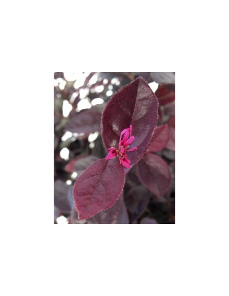 Loropetalum Chinensis 'Rose in Black' 2.5L  Arbusto con follaje púrpura y flores rosas

