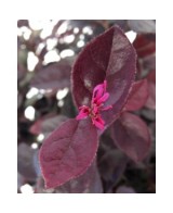 Loropetalum Chinensis 'Rose in Black' 2.5L  Arbusto con follaje púrpura y flores rosas

