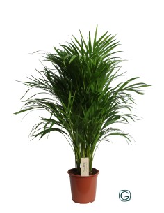 ARECA DYPSIS LUTESCENS