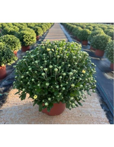 Crisantemo 14CM  Flores Coloridas y Fácil Cuidado | Endanea Garden

