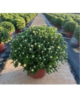 Crisantemo 14CM  Flores Coloridas y Fácil Cuidado | Endanea Garden


