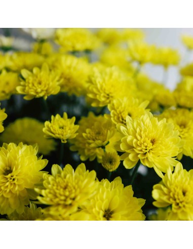 Crisantemo 14CM  Flores Coloridas y Fácil Cuidado | Endanea Garden

