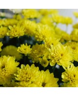 Crisantemo 14CM  Flores Coloridas y Fácil Cuidado | Endanea Garden

