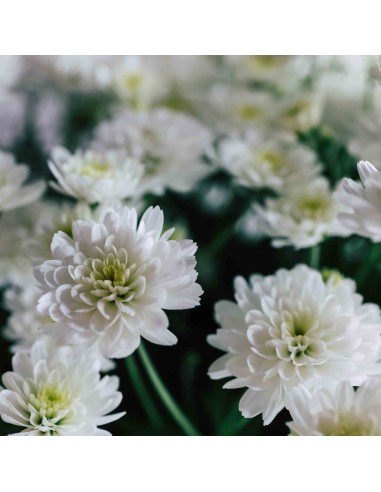 Crisantemo 14CM  Flores Coloridas y Fácil Cuidado | Endanea Garden

