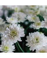 Crisantemo 14CM  Flores Coloridas y Fácil Cuidado | Endanea Garden

