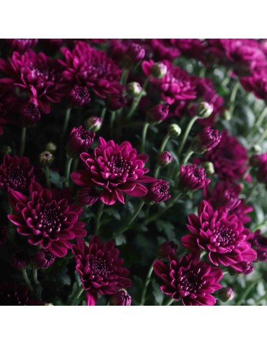 Crisantemo 14CM  Flores Coloridas y Fácil Cuidado | Endanea Garden

