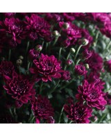 Crisantemo 14CM  Flores Coloridas y Fácil Cuidado | Endanea Garden

