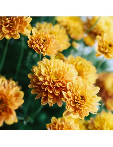 Crisantemo 14CM  Flores Coloridas y Fácil Cuidado | Endanea Garden

