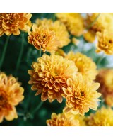 Crisantemo 14CM  Flores Coloridas y Fácil Cuidado | Endanea Garden

