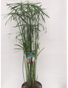 Cyperus Planta Exótica  Fácil Cuidado y Purificación de Aire para Interior y Exterior