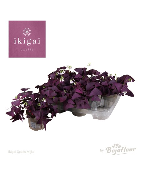 Oxalis Mijke  Planta Perenne con Hojas en Trébol y Flores Púrpuras | Endanea Garden

