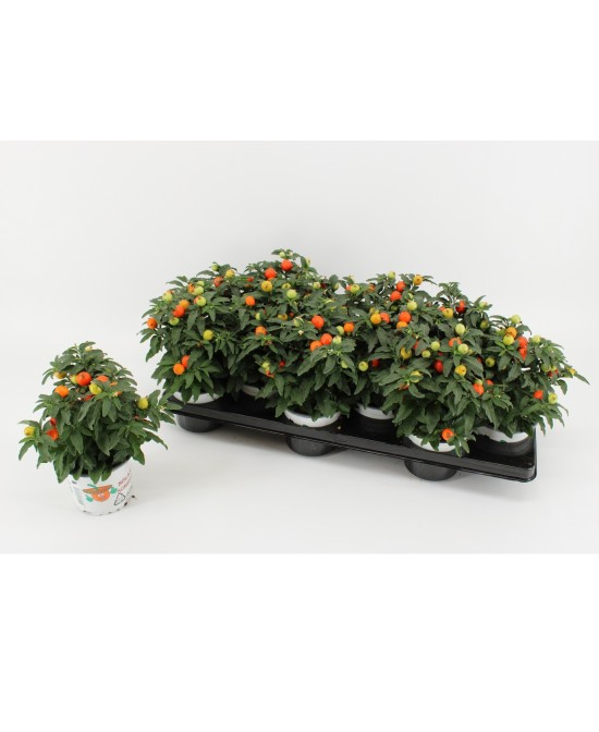 Solanum Pseudocapsicum Planta de Pimientos Decorativos Frutos Anaranjados