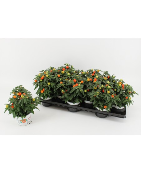 SOLANUM PESUDOCAPSICUM M12 NARANJA