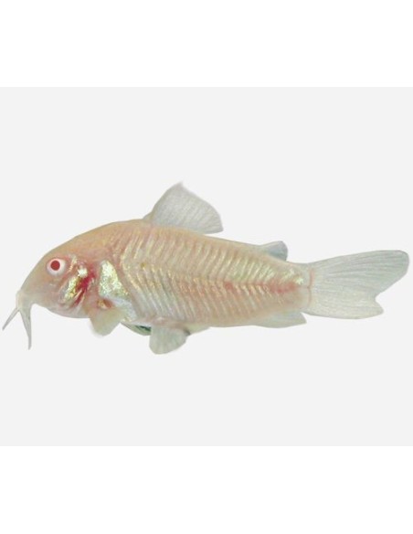 CORYDORA ALBINA 3-3.5 CM