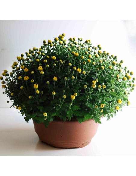 Crisantemo Cuenco 35cm  Arreglo Floral Vibrante | Endanea Garden