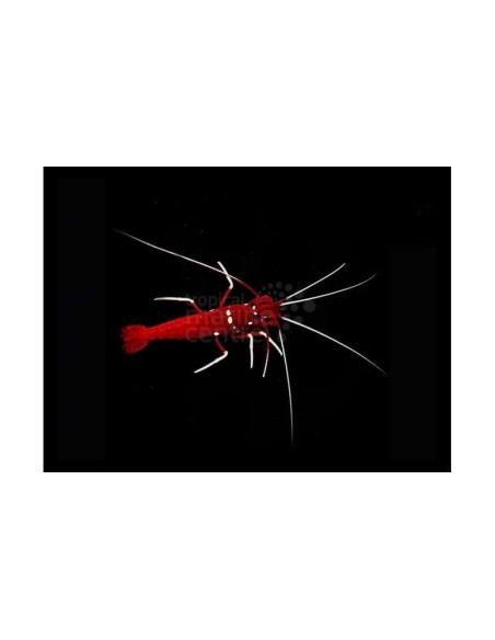 LYSMATA DEBELIUS L