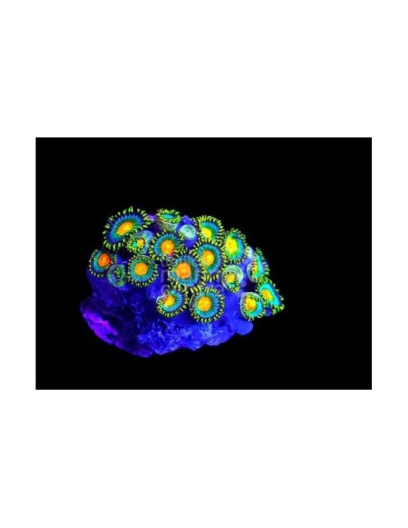 ZOANTHUS SPP SUPER COLOURED CULTURED TY