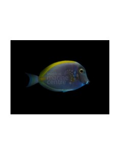 ACANTHURUS LEUCOSTERMON L