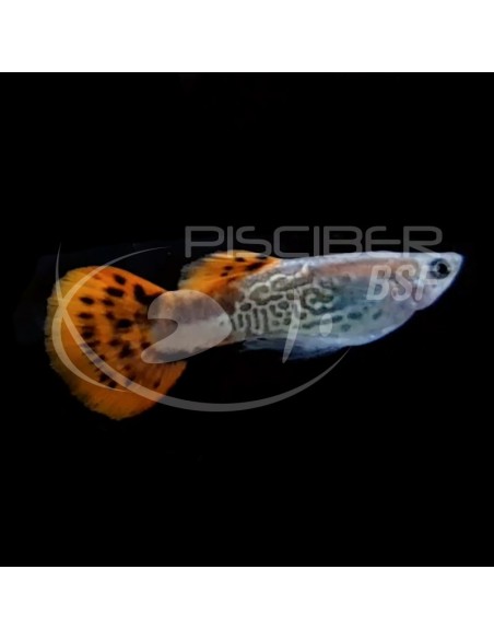 GUPPY MACHO COBRA ROJO 3-3.5CM